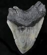 Large Megalodon Tooth - South Carolina #26498-2